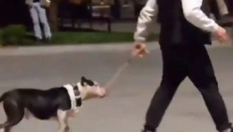 Ağızlıksız Pitbull'un Saldırısı: Sahiplerine Para Cezası Kesildi