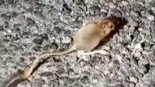 Tunceli’nin Doğal Güzelliklerinde Arap Tavşanı Görüntülendi!