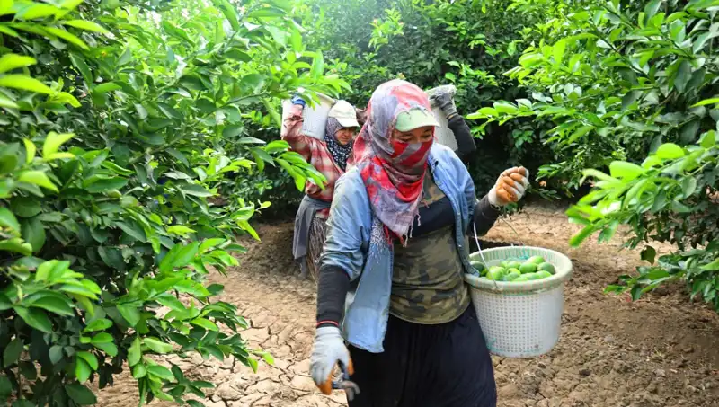 Marketlerde Kilo Fiyatı 150 Lirayı Aştı: Yeni Hasat Dönemi Beklentileri Değiştiriyor
