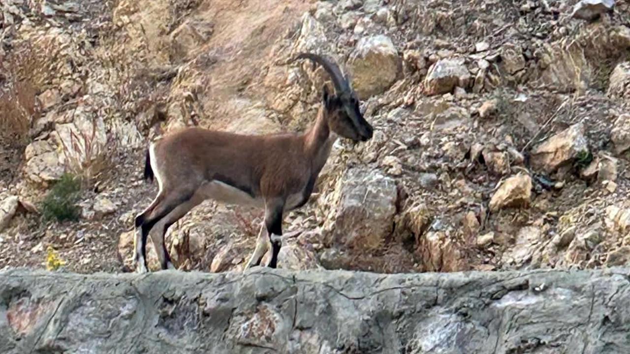 Yaban Keçisi Avına Yüksek Ceza!