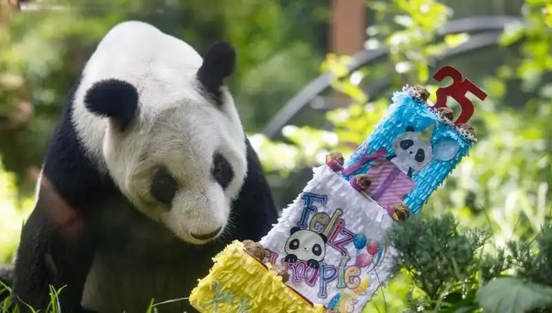 Dev Panda Xin Xin 35 Yaşına Girdi: Penguenler için Bir Efsane