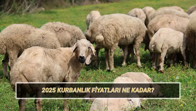 2025 Kurbanlık Fiyatları Açıklandı: Büyükbaş ve Küçükbaş Kurbanı Seçerken Dikkat Edin!