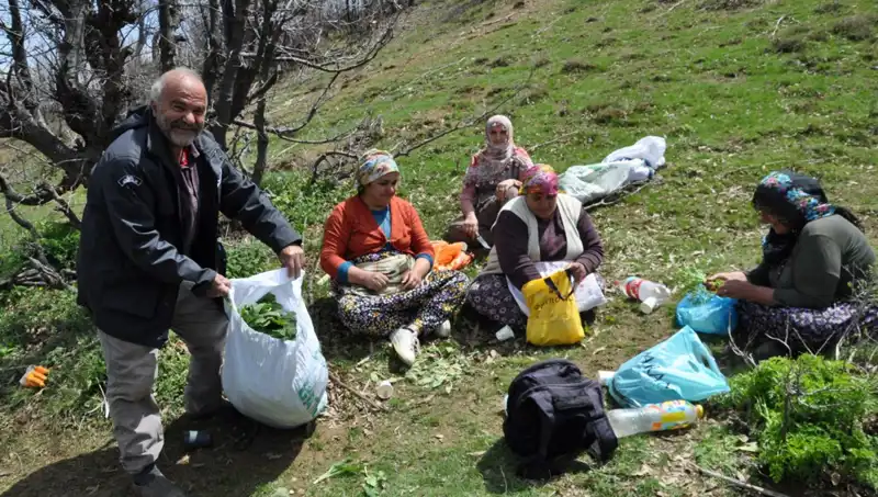 Zorlu Yürüyüşlerle Toplanan Mantarlar: Ailelerin Geçim Kaynağı Oluyor