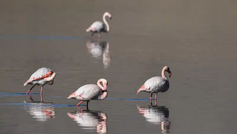 Kuraklık Kuş Cennetini Tehdit Ediyor: Flamingo Sayısı Düşüşte