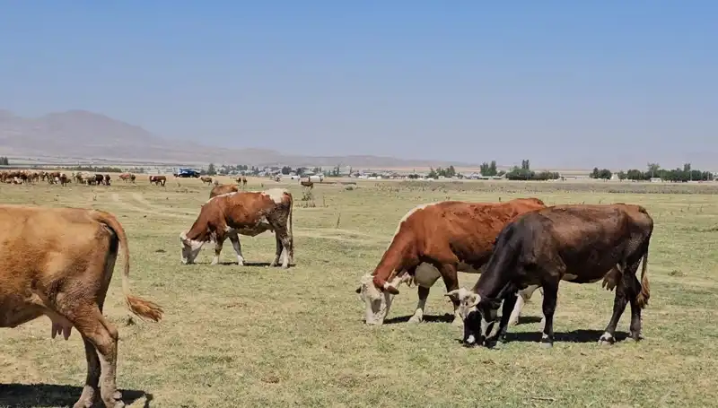 Arin Gölü'ndeki Kuruma: Su Sıkıntısının Ardındaki Gerçekler