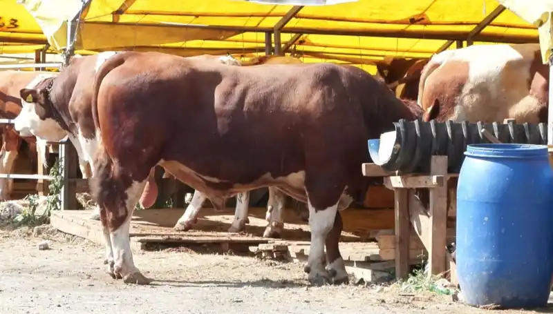 Kurban Pazarlarında Hareketlilik: Alım-Satım Faaliyetleri Artıyor