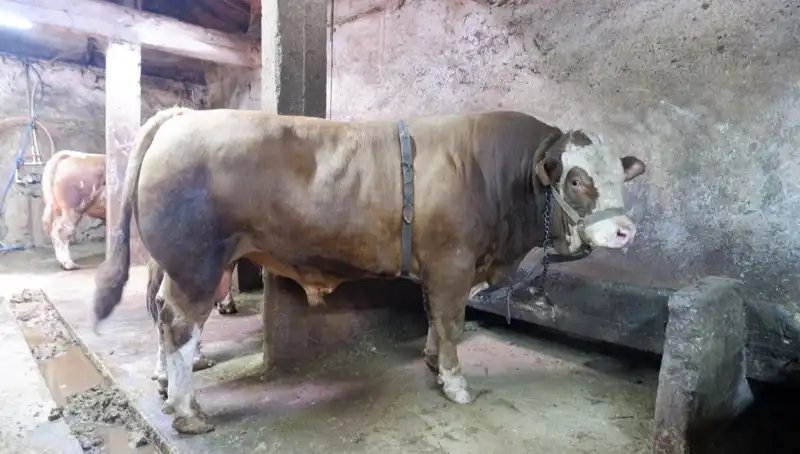 1 Ton 200 Kilo Duyunca Şaşıracağınız Bir İkramiye: Satıldı!
