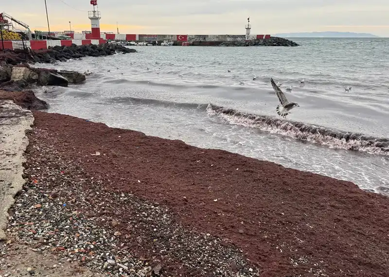 Tekirdağ'da Sahillerde Görülen Kıpkırmızı Suyun Sırları Neler?