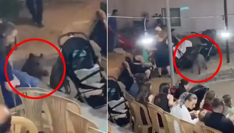 Düğün Törenine Yaban Domuzu İntikali: Şok ve Panik Anları Yaşandı
