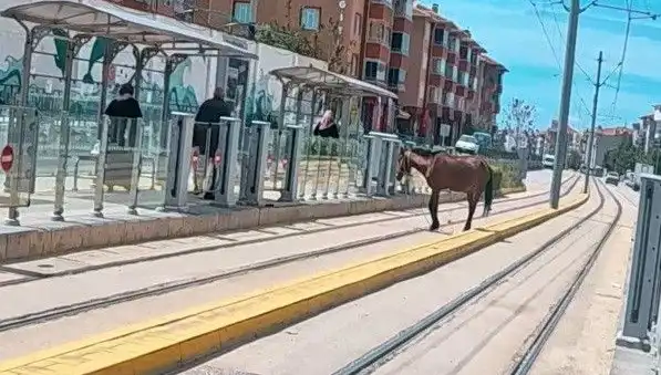 Eskişehir’de Tramvay Raylarında Başbaş Başına Gezen At Aniden Ortaya Çıktı