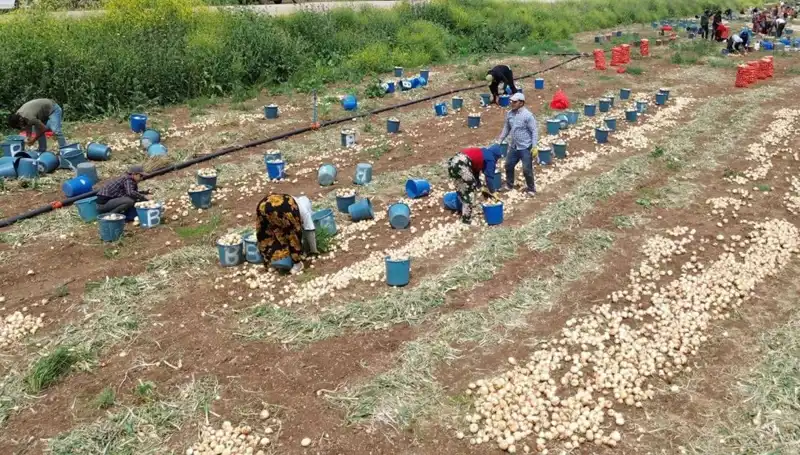 Soğan Hasadı Başladı: Fiyatlar Hızla Düşüyor, Piyasada Neler Oluyor?
