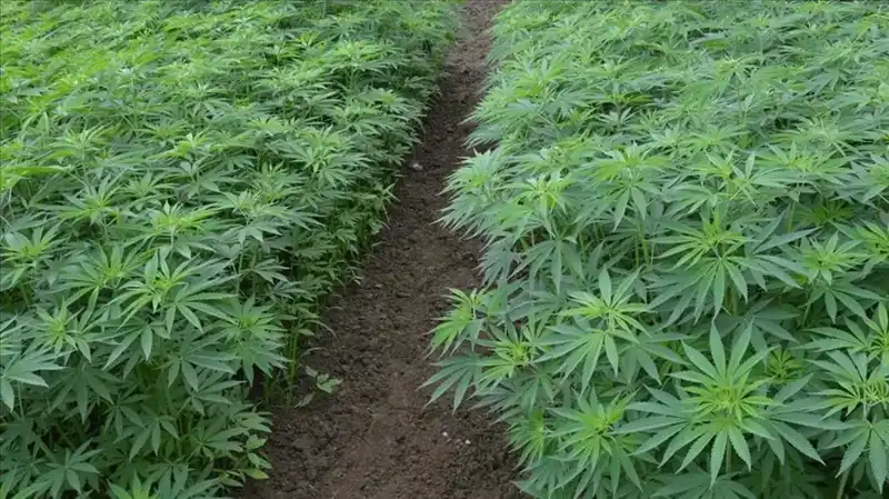 Kenevir Yetiştiriciliğinde Yeni Dönem: 21 İl İçin Üretim İzni Verildi