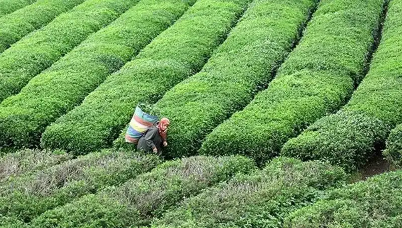 ÇAYKUR, Bayramda Yaş Çay Alımına Devam Ediyor: Çiftçilere Destek