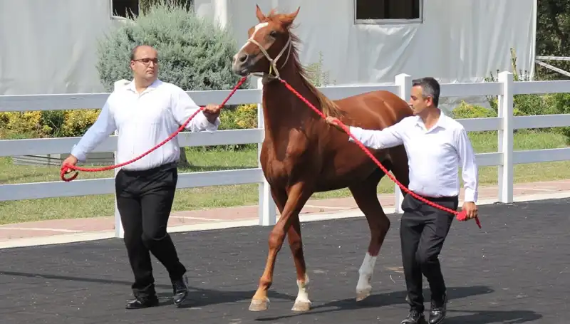 Taşkın Kral Rekoru Kırıldı: Doğanın Gücü Sahada Yeniden Ortaya Çıktı
