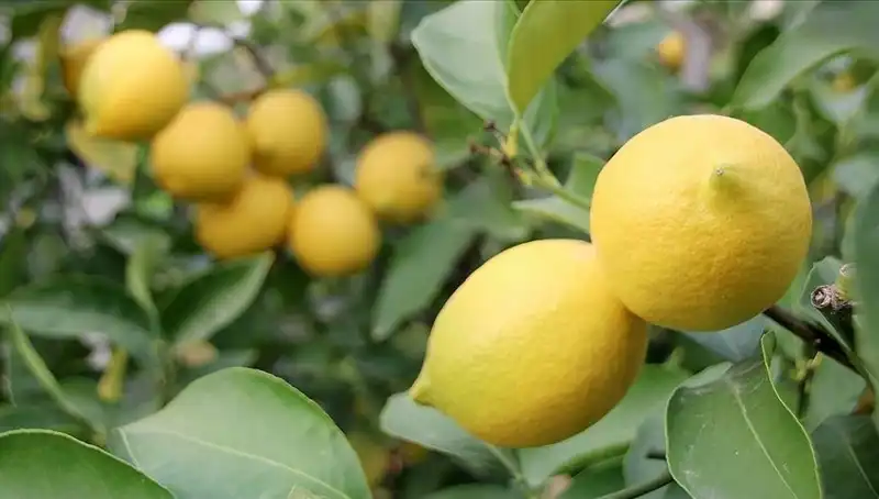 Limon Fiyatları Tavan Yaptı: 24 Liraya Ulaşarak Cep Yakıyor