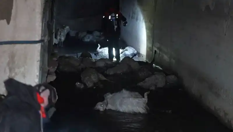 ** Keskin Koku Alarmı: Çevre Kirliliği Onlarca Hayvanı Telef Etti**