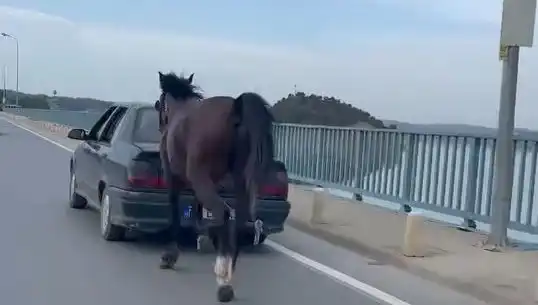 Adana'da Zorbalık Tarihe Karıştı! Ata Eziyetine Son Verildi